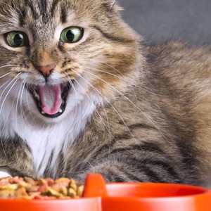 quality cat food on a budget